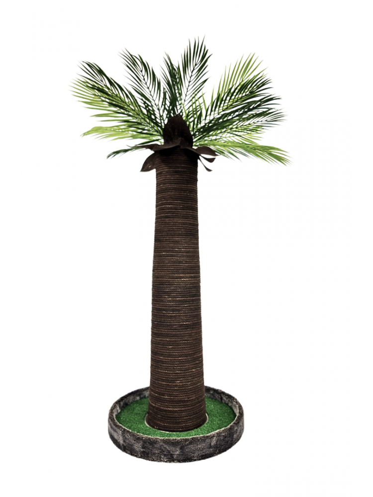 Palmiye Kedi Tırmalaması